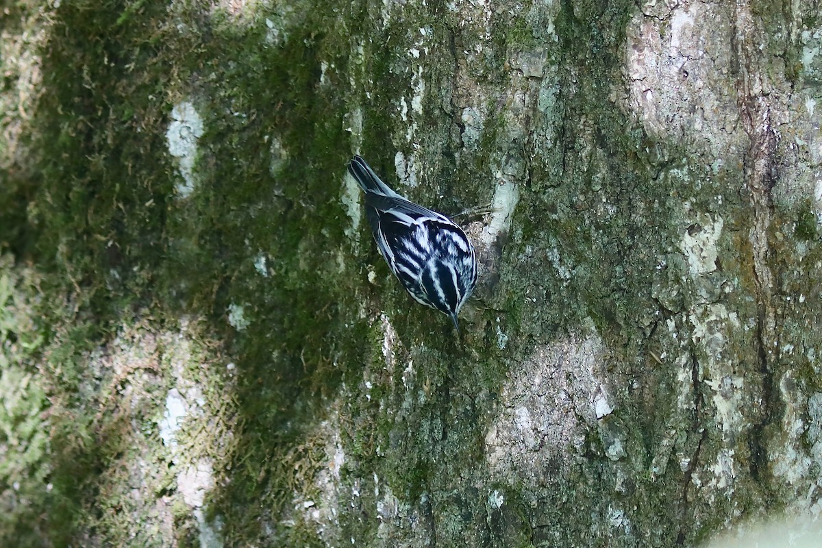 Black-and-white Warbler - ML616896773