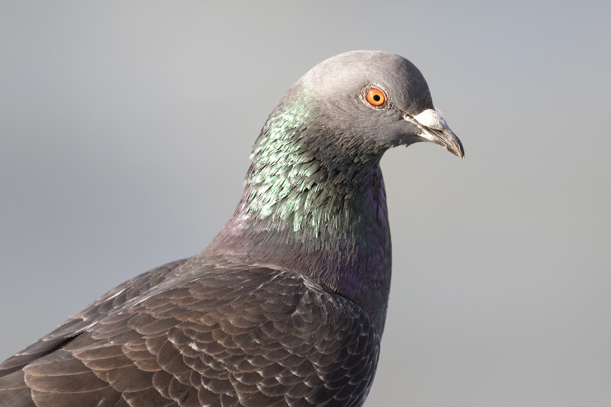 Pigeon biset (forme domestique) - ML616896798