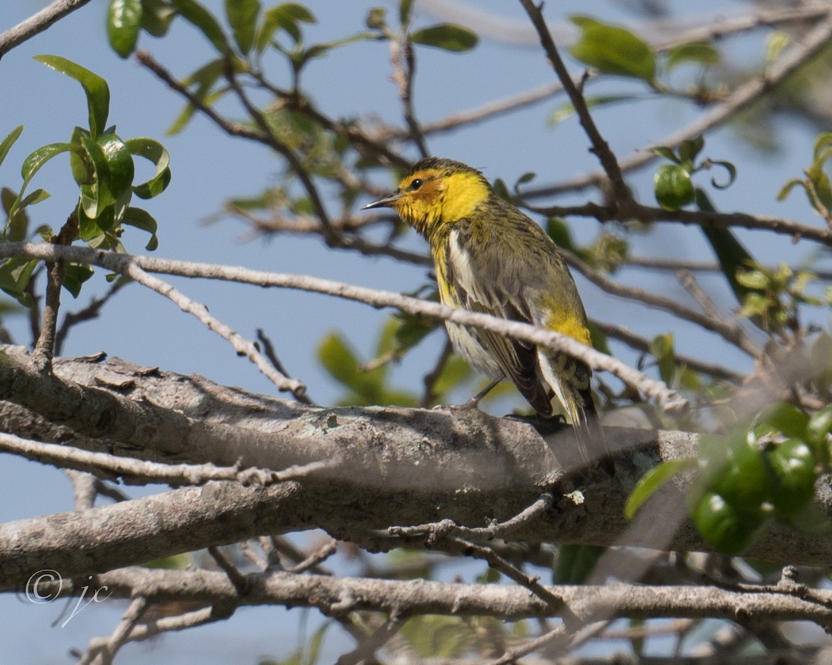 Cape May Warbler - ML616896893