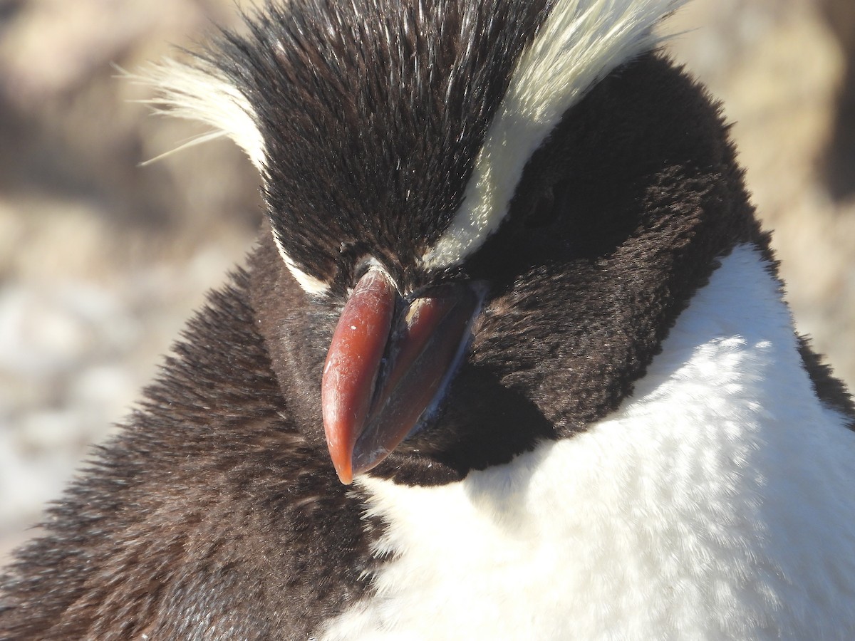 Пінгвін прямочубий - ML616897020