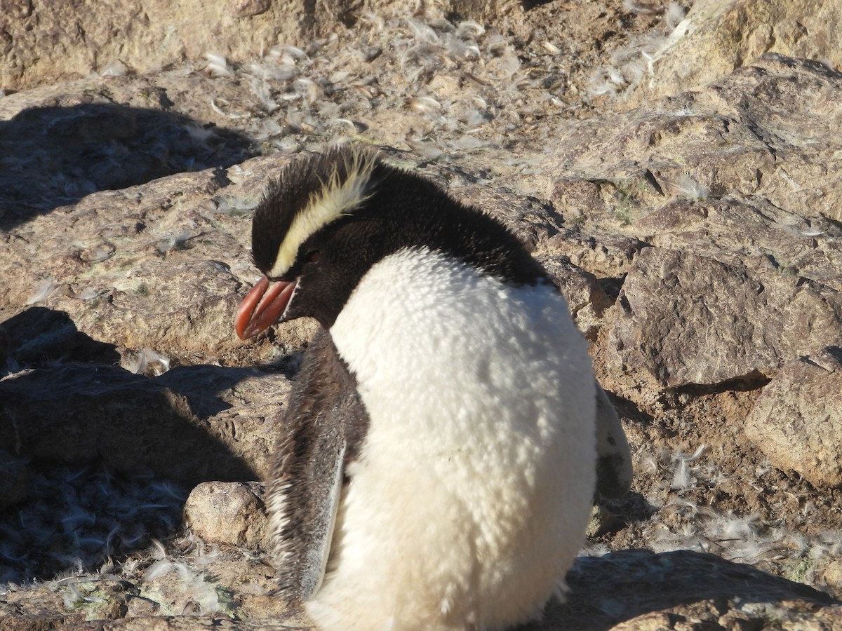 Erect-crested Penguin - Más Aves