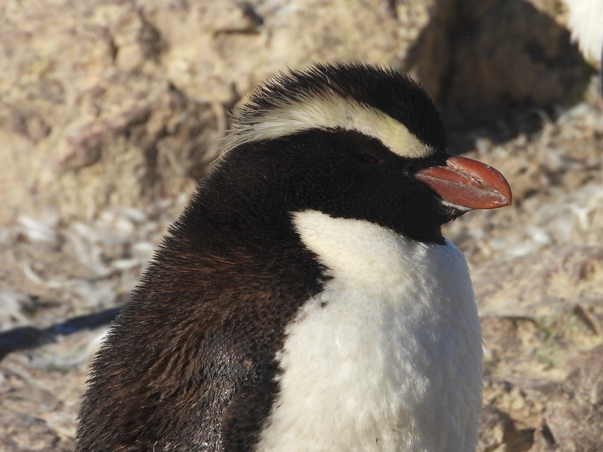 tučňák chocholatý - ML616897023