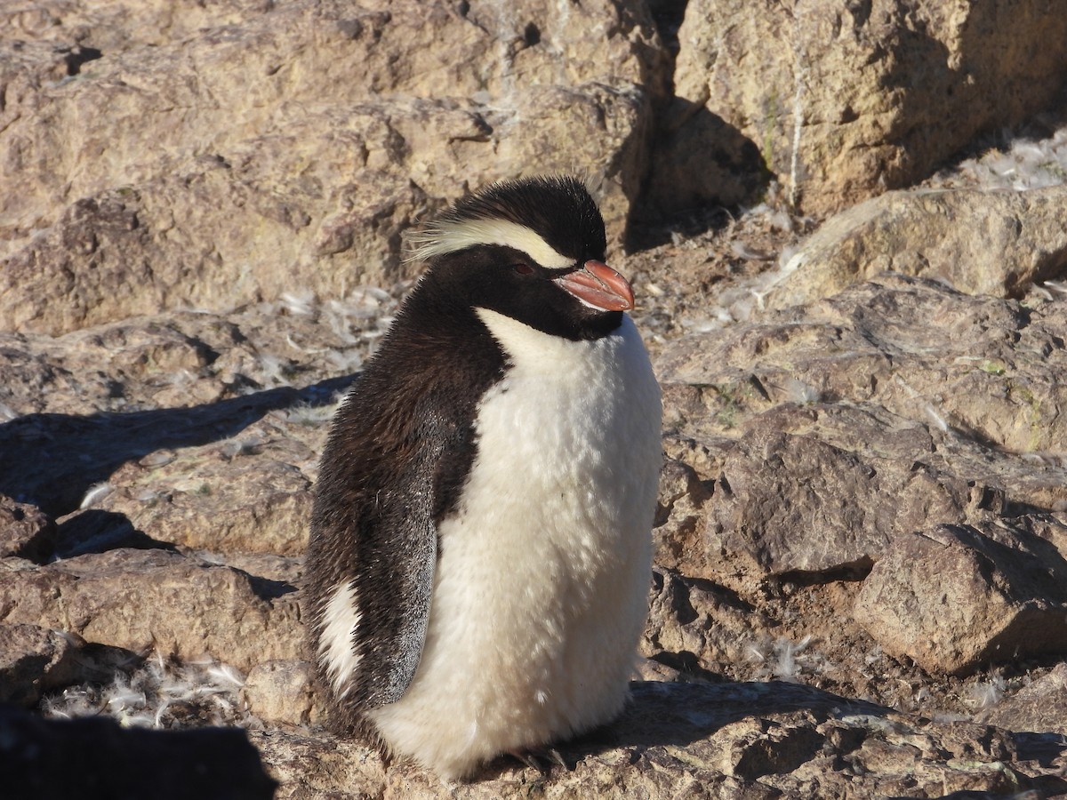 Erect-crested Penguin - Más Aves