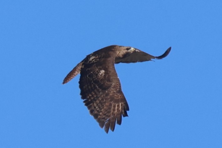 Red-tailed Hawk - ML616897103