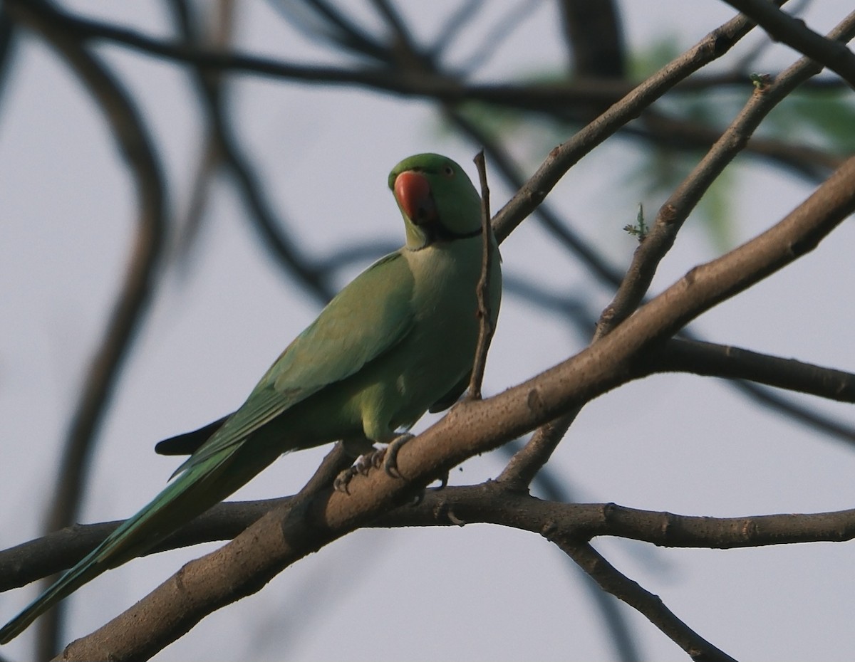 Yeşil Papağan - ML616897157
