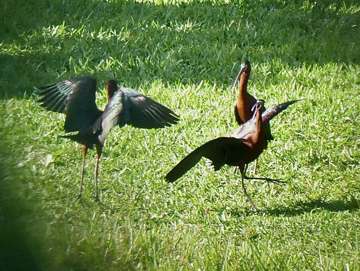 ibis hnědý - ML616897192
