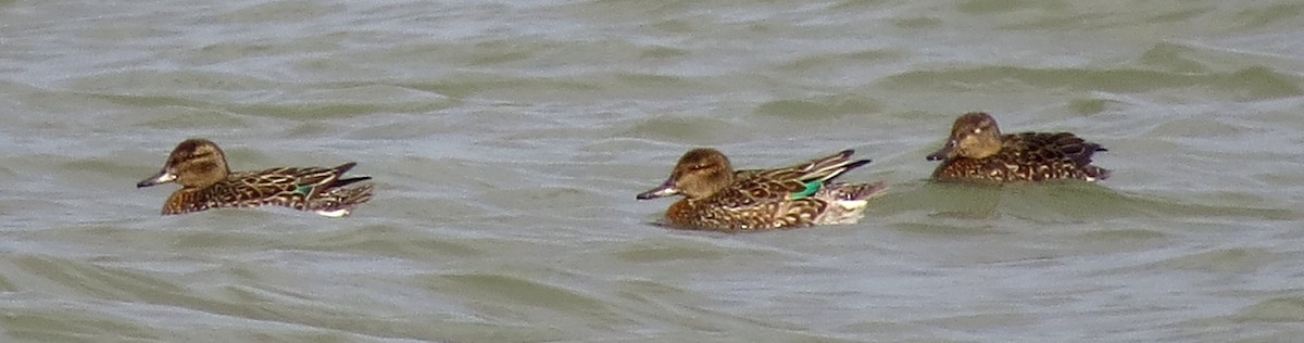 Green-winged Teal - Tammy Hester