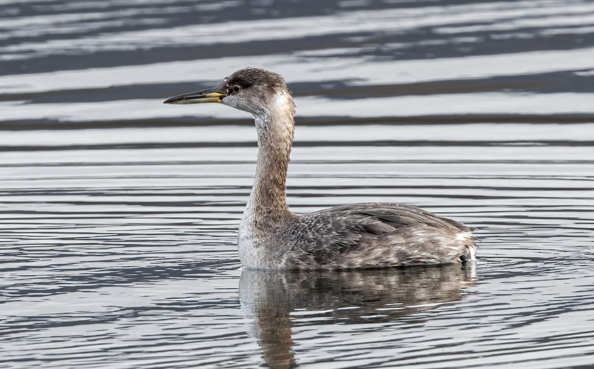Red-necked Grebe - ML616897383
