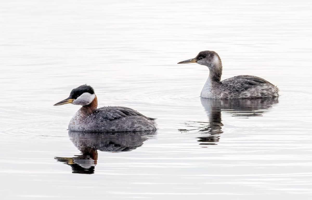 Red-necked Grebe - ML616897385