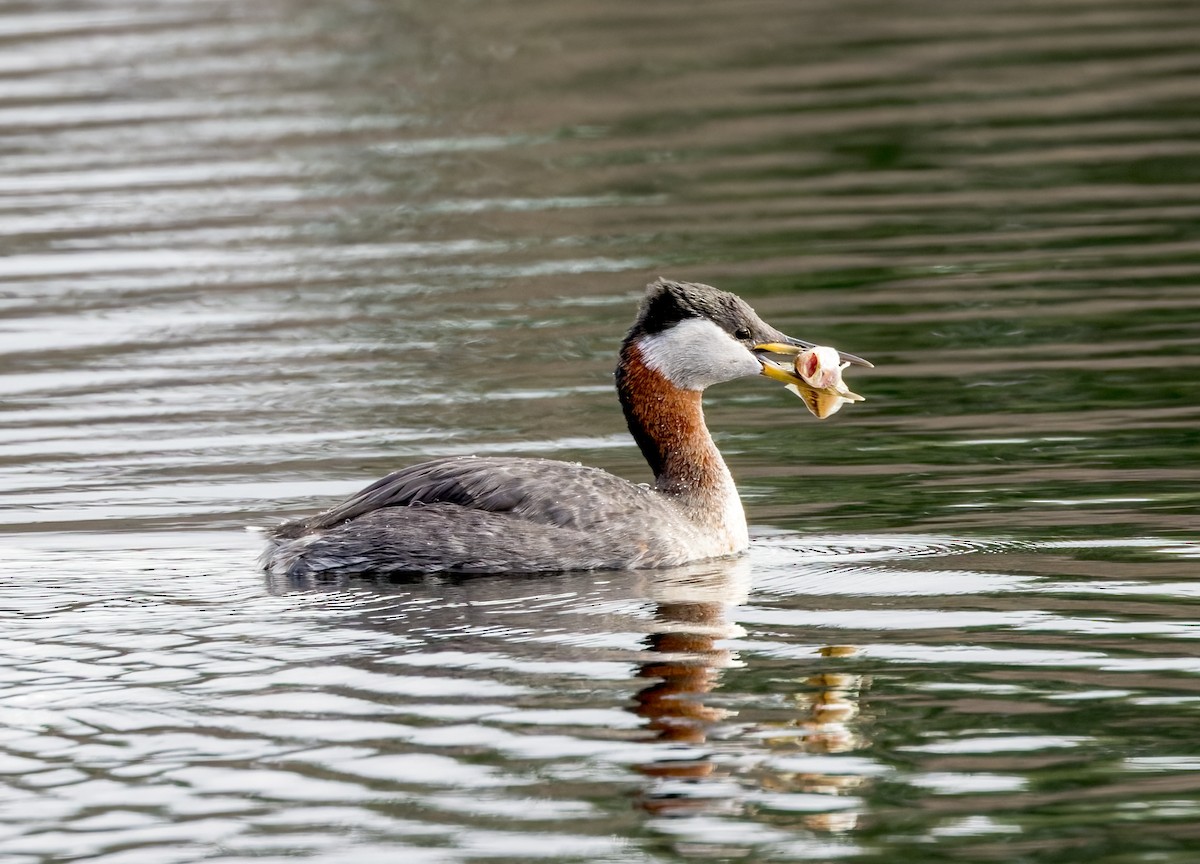 Red-necked Grebe - ML616897390