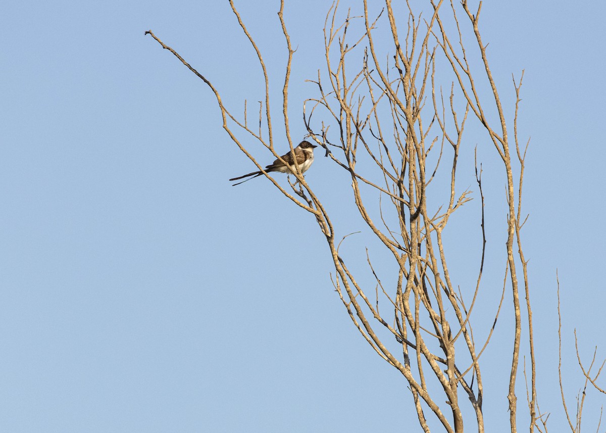 Fork-tailed Flycatcher (savana) - ML616897526