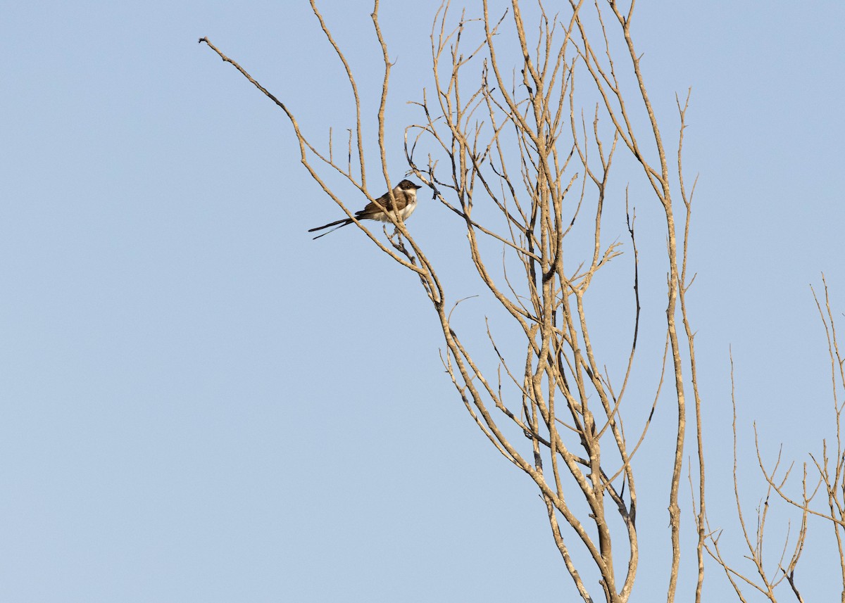 Fork-tailed Flycatcher (savana) - ML616897527