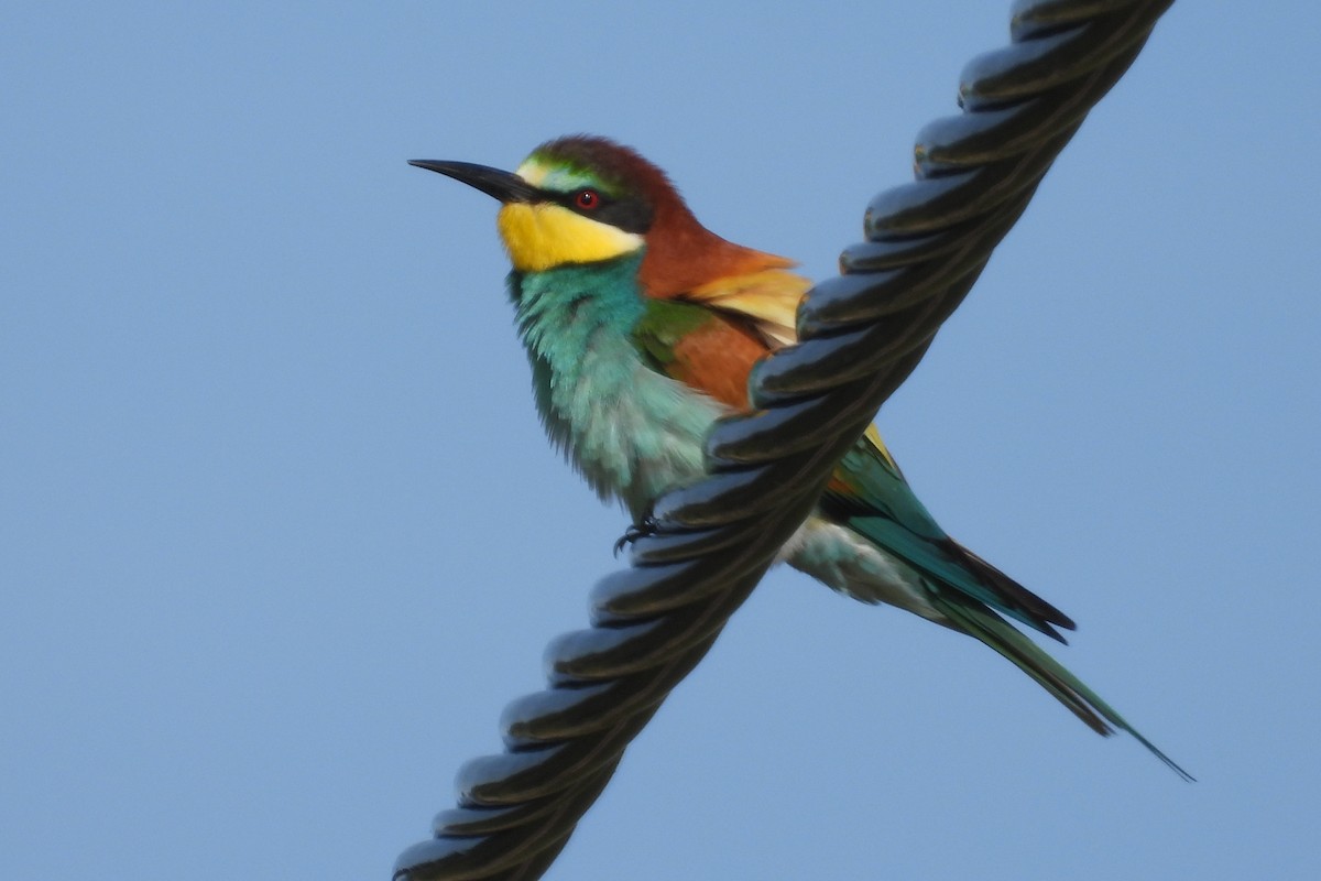 European Bee-eater - ML616897606