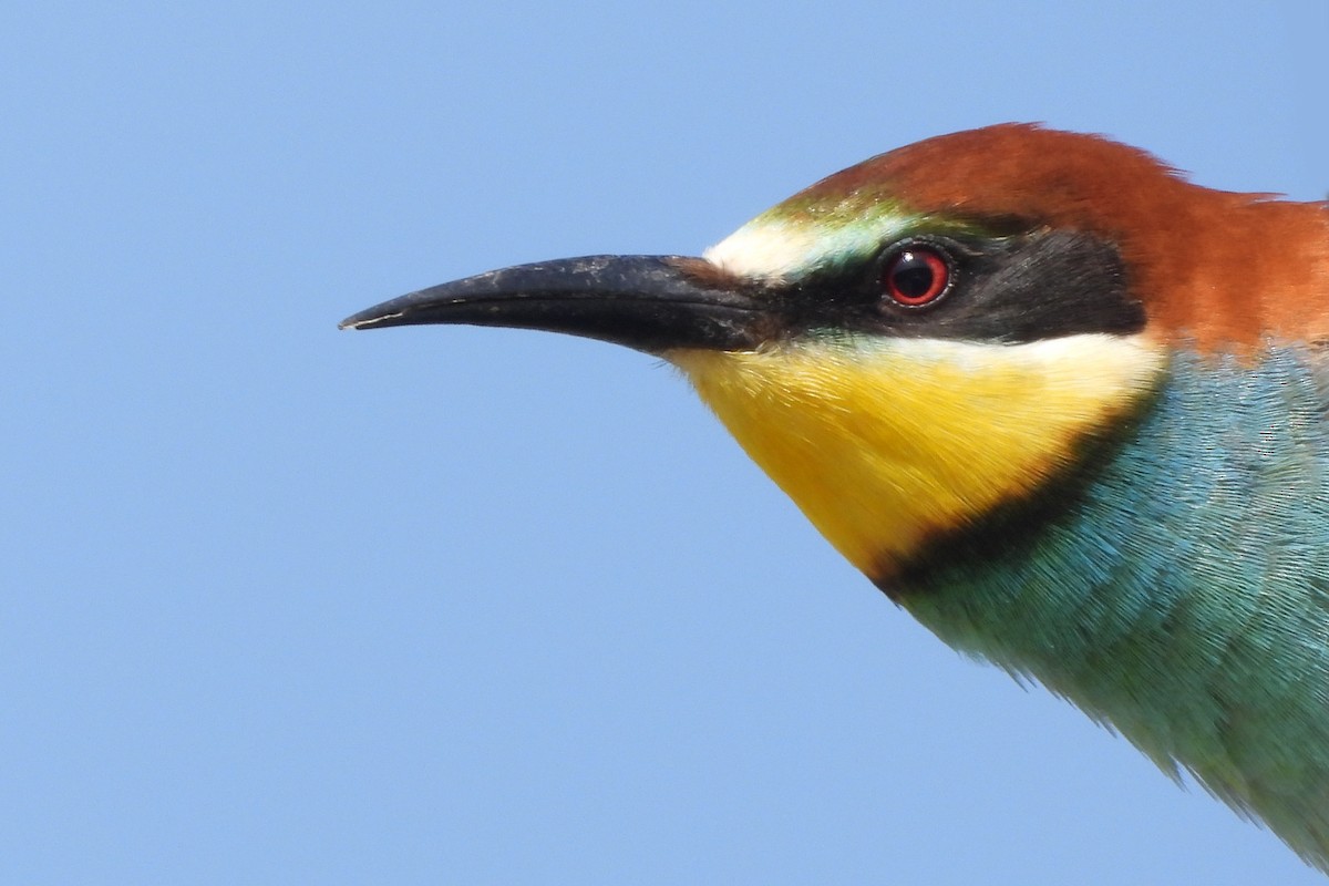 European Bee-eater - ML616897608