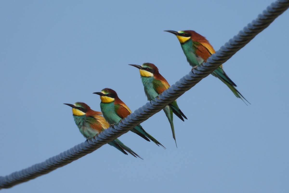 European Bee-eater - Rui Jorge