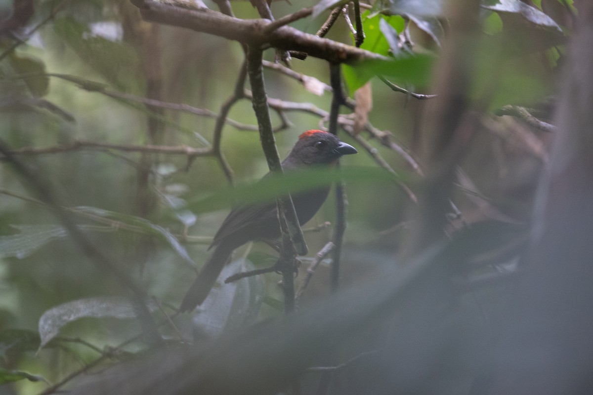 Sooty Ant-Tanager - ML616897624