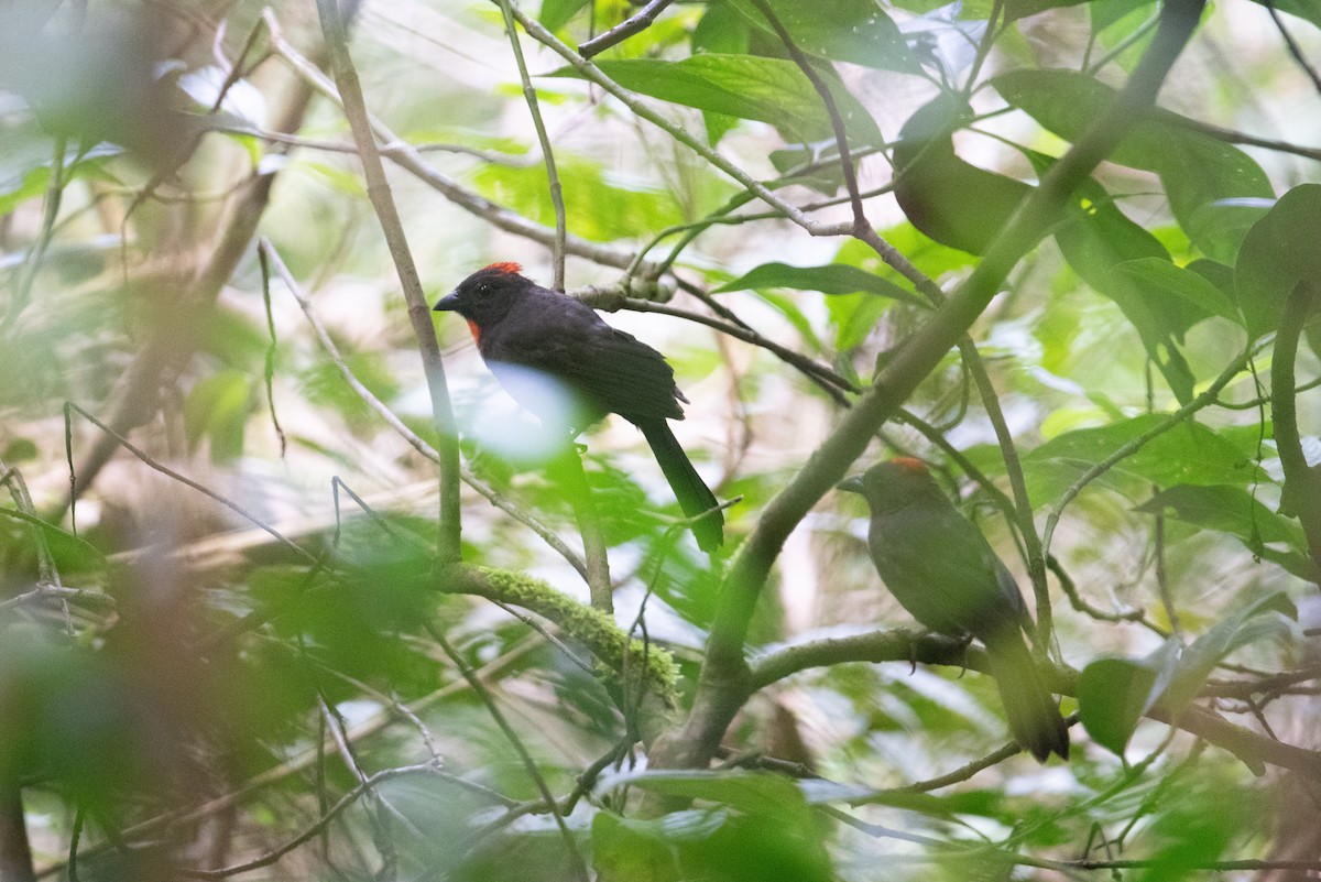 Sooty Ant-Tanager - ML616897628