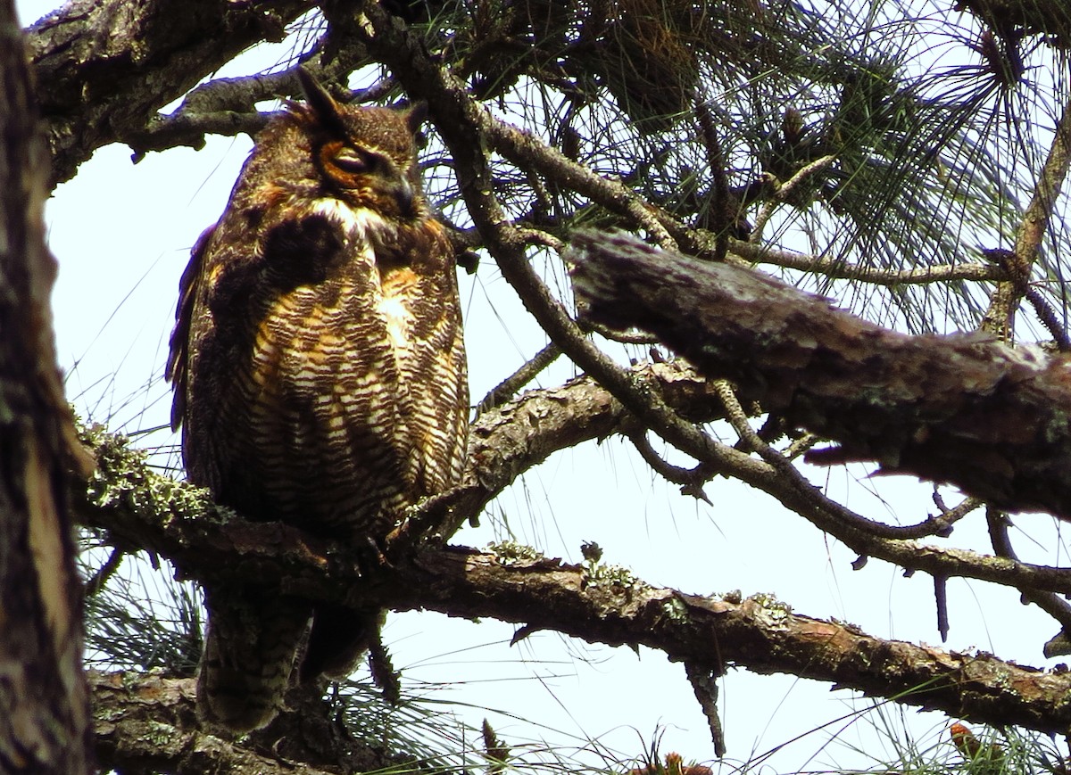 Great Horned Owl - ML616897642
