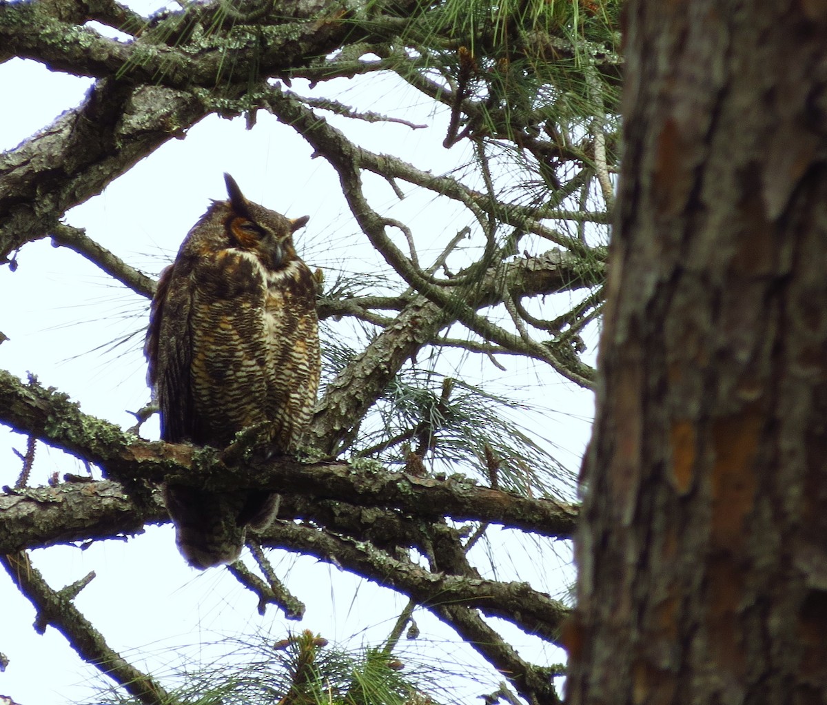 Great Horned Owl - ML616897643
