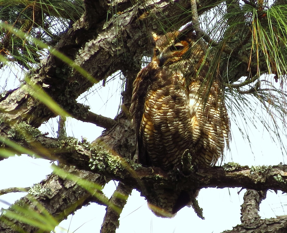 Great Horned Owl - ML616897645
