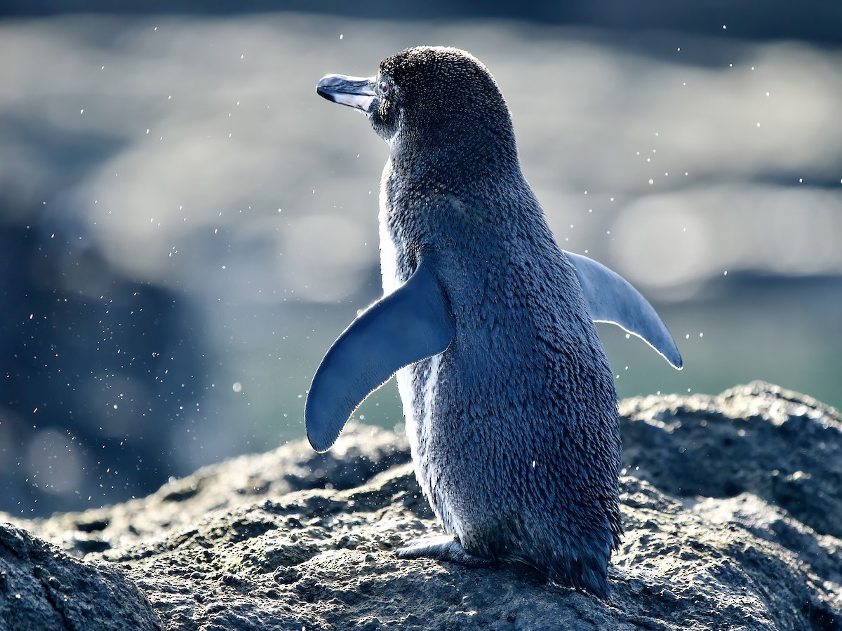 Галапагосский пингвин - ML616897671