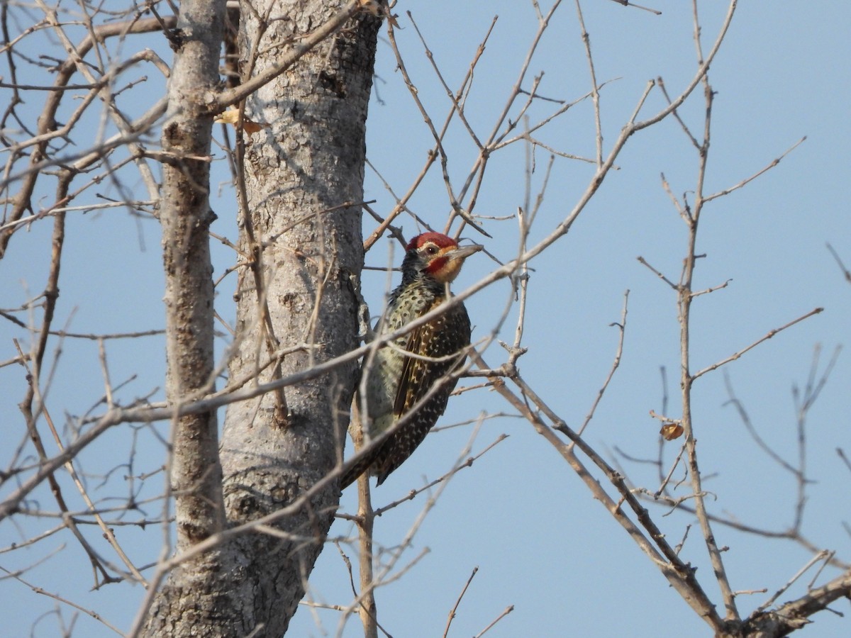 Nubian Woodpecker - ML616897715