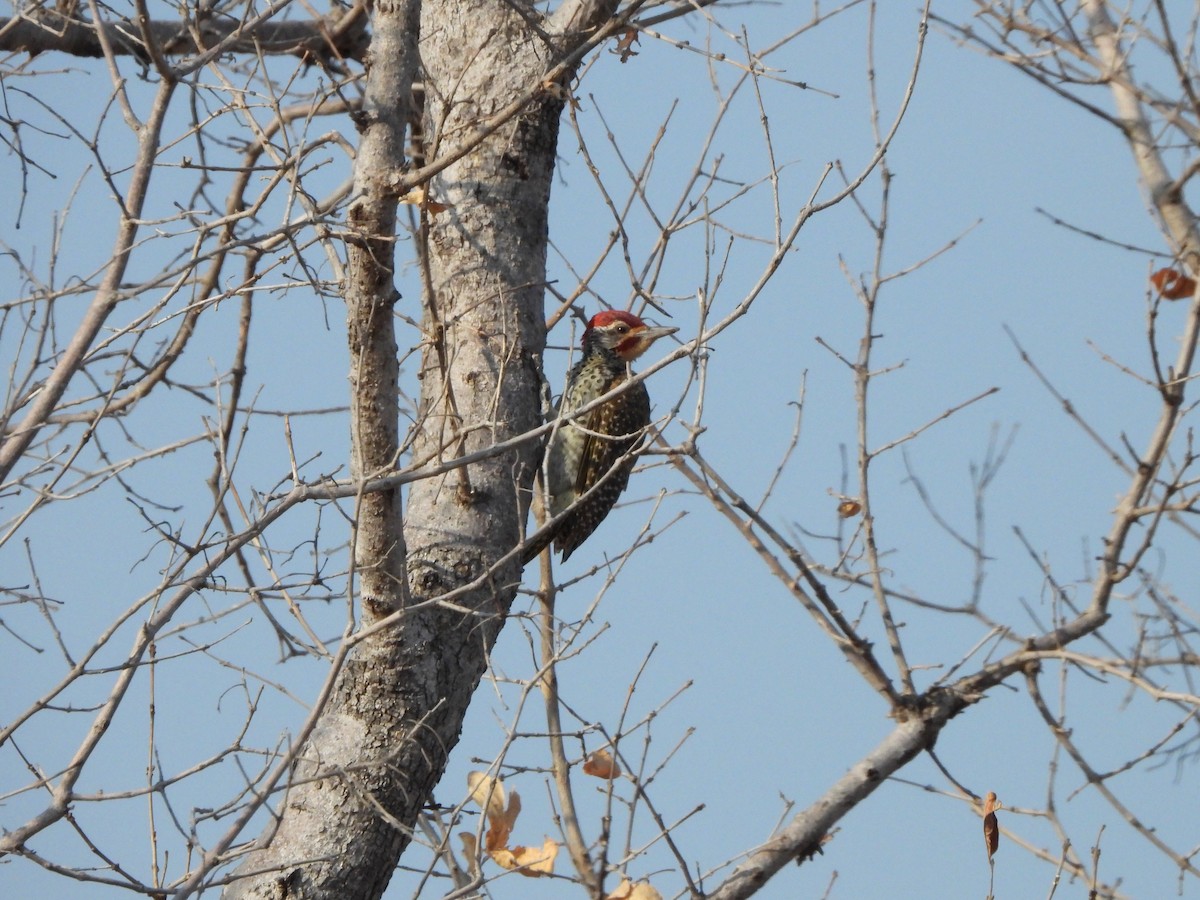Nubian Woodpecker - Bev Agler