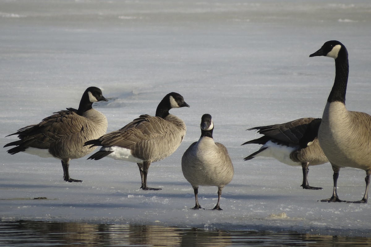 Cackling Goose (Richardson's) - ML616897719