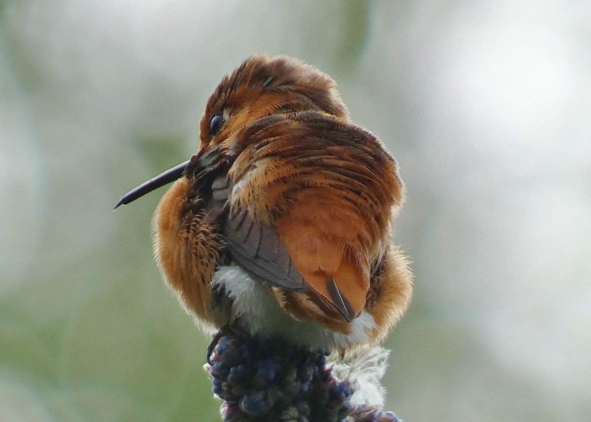 Allen's Hummingbird - ML616897776