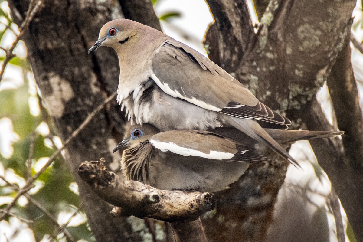 White-winged Dove - Dale Bargmann