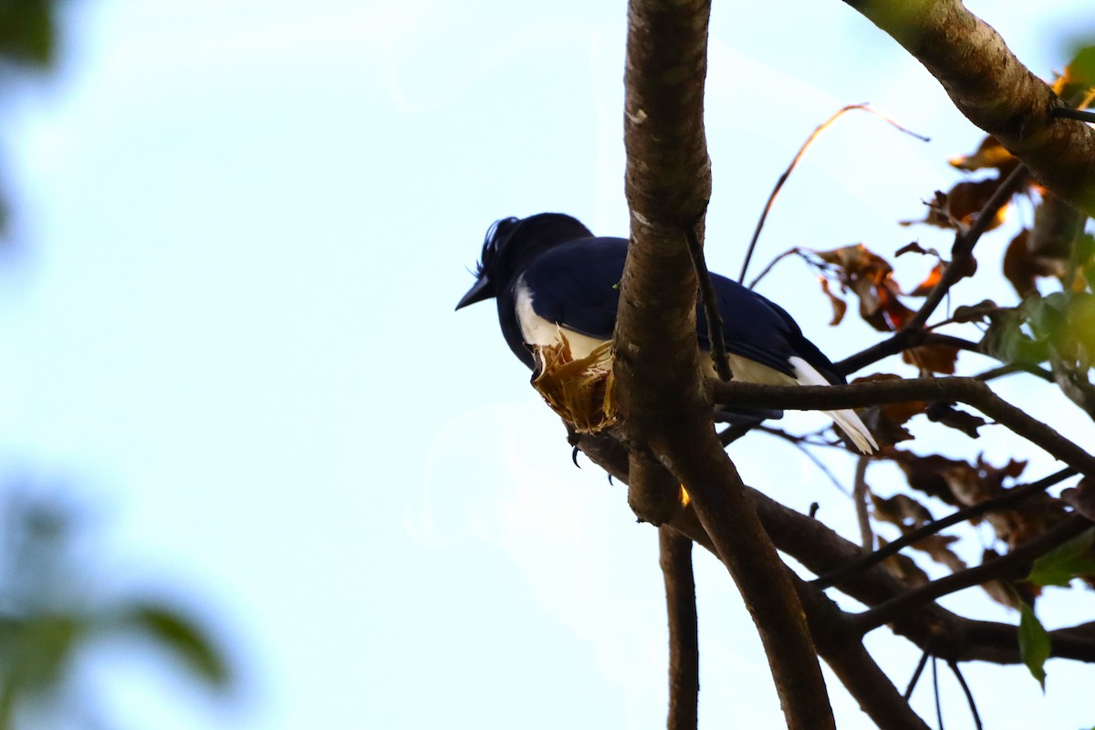 Curl-crested Jay - ML616897840