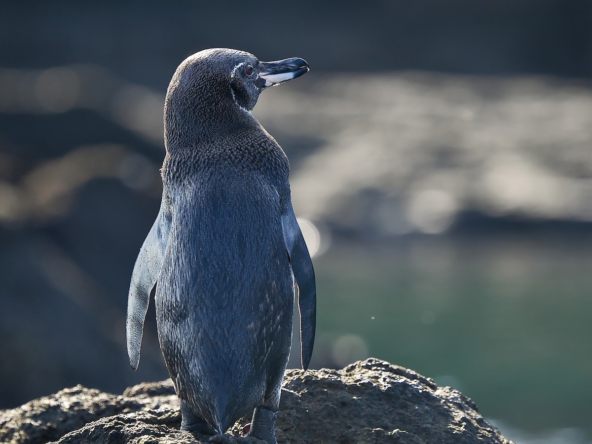 Галапагосский пингвин - ML616897987