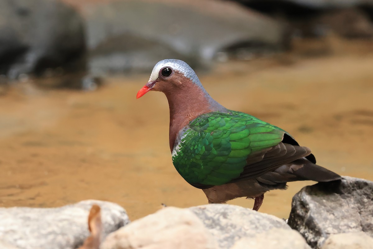 holub zelenokřídlý - ML616897988