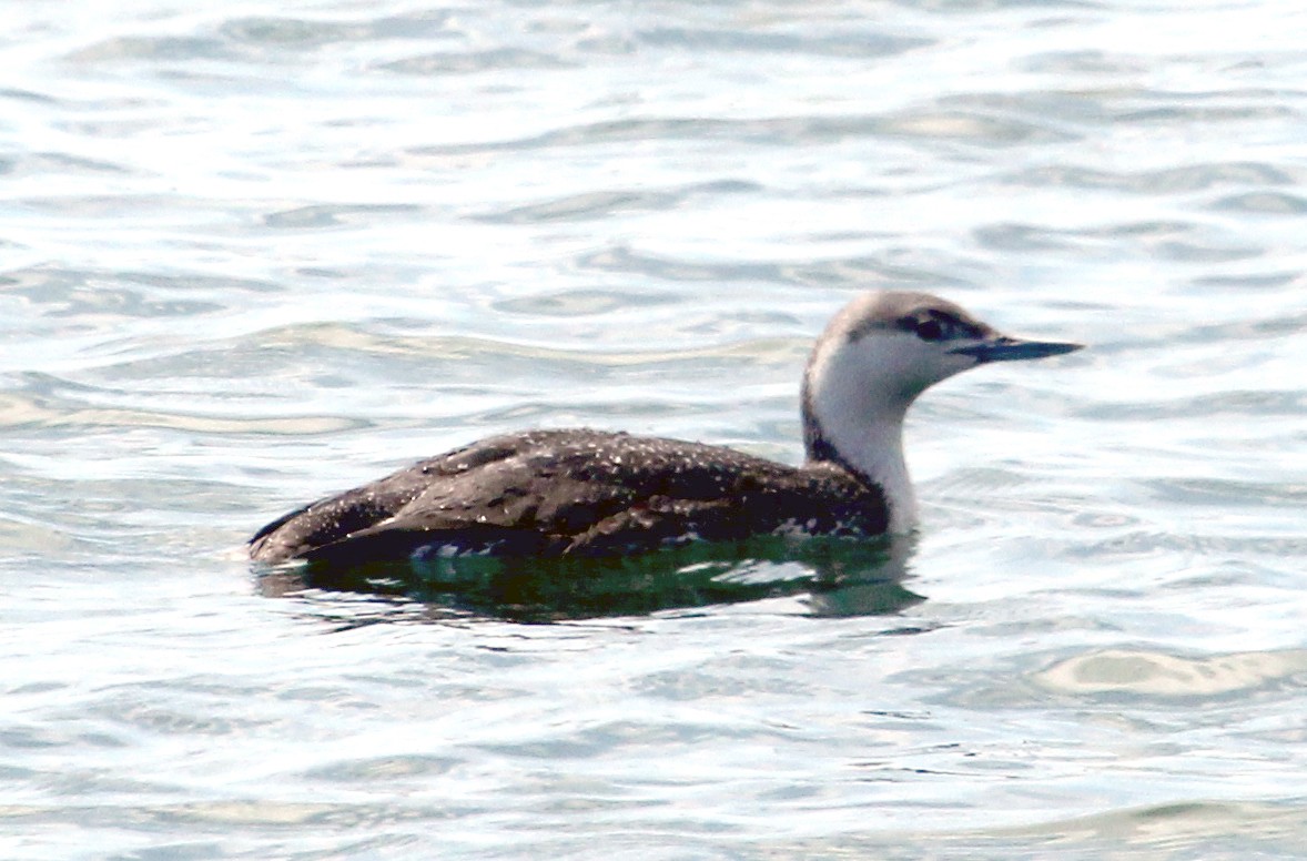 Red-throated Loon - ML616898080