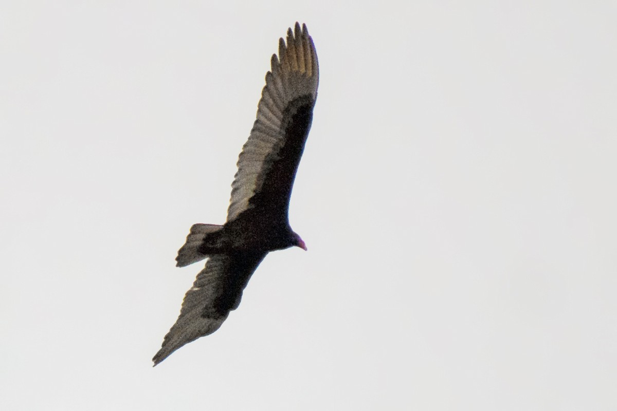 Turkey Vulture - ML616898089
