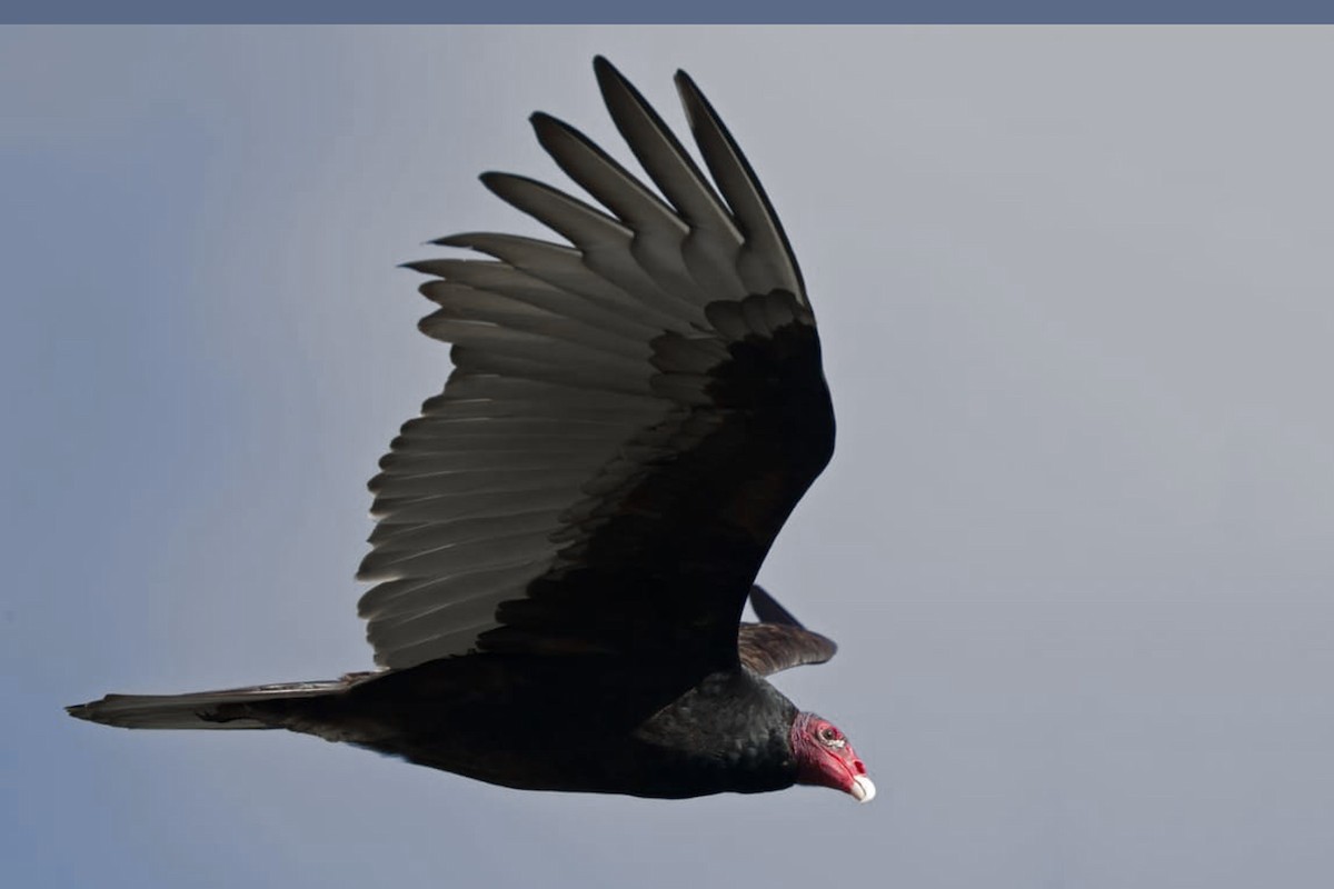 Turkey Vulture - ML616898094