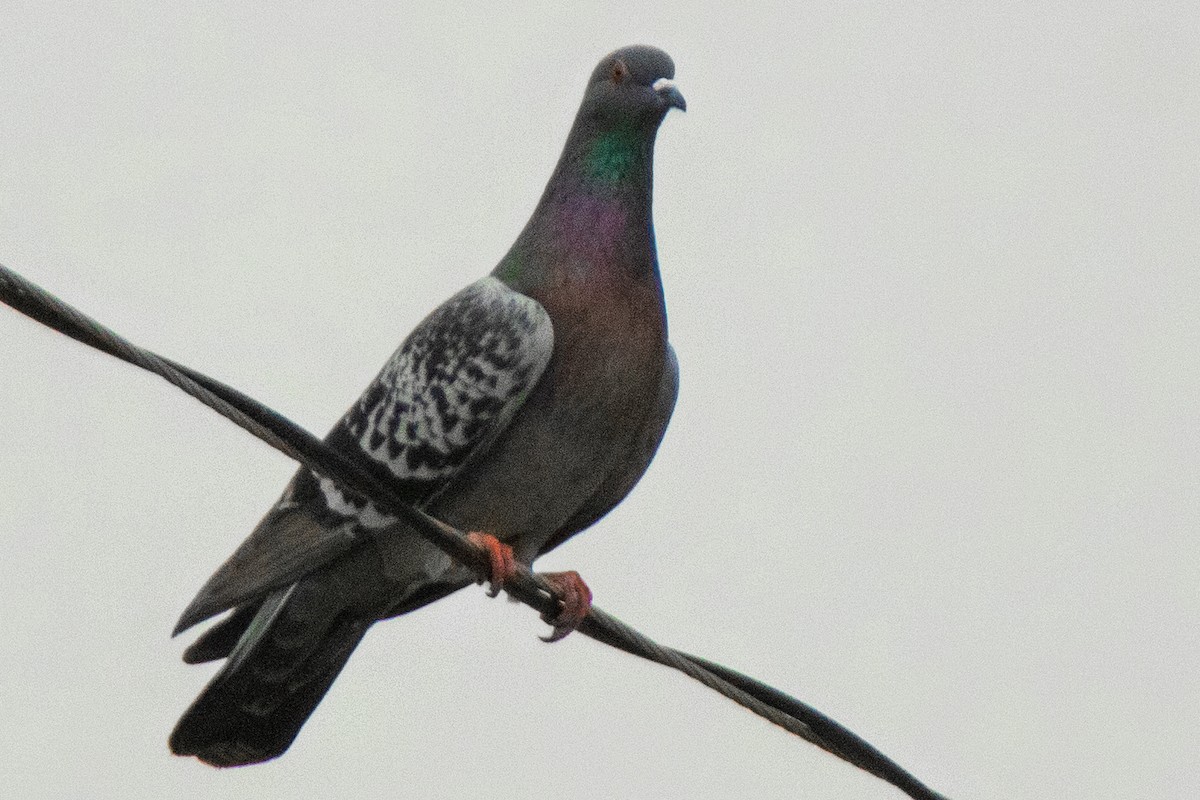 Rock Pigeon (Feral Pigeon) - ML616898131