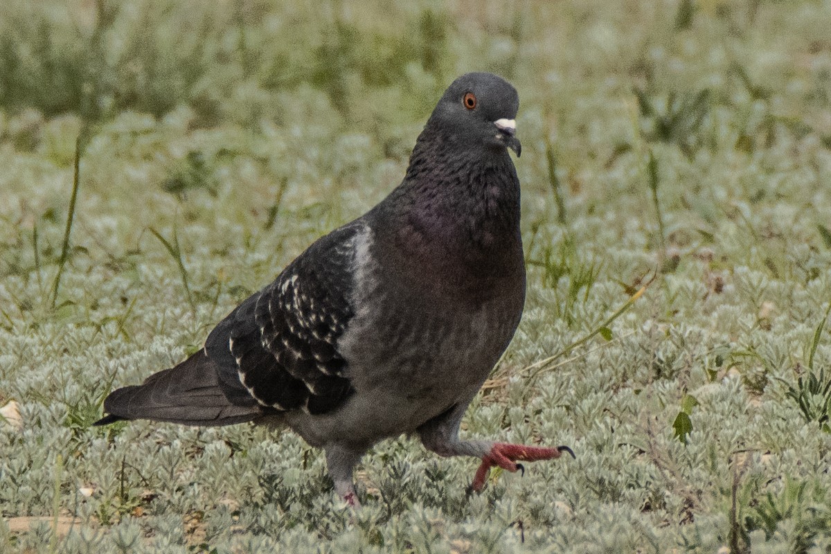 Rock Pigeon (Feral Pigeon) - ML616898138