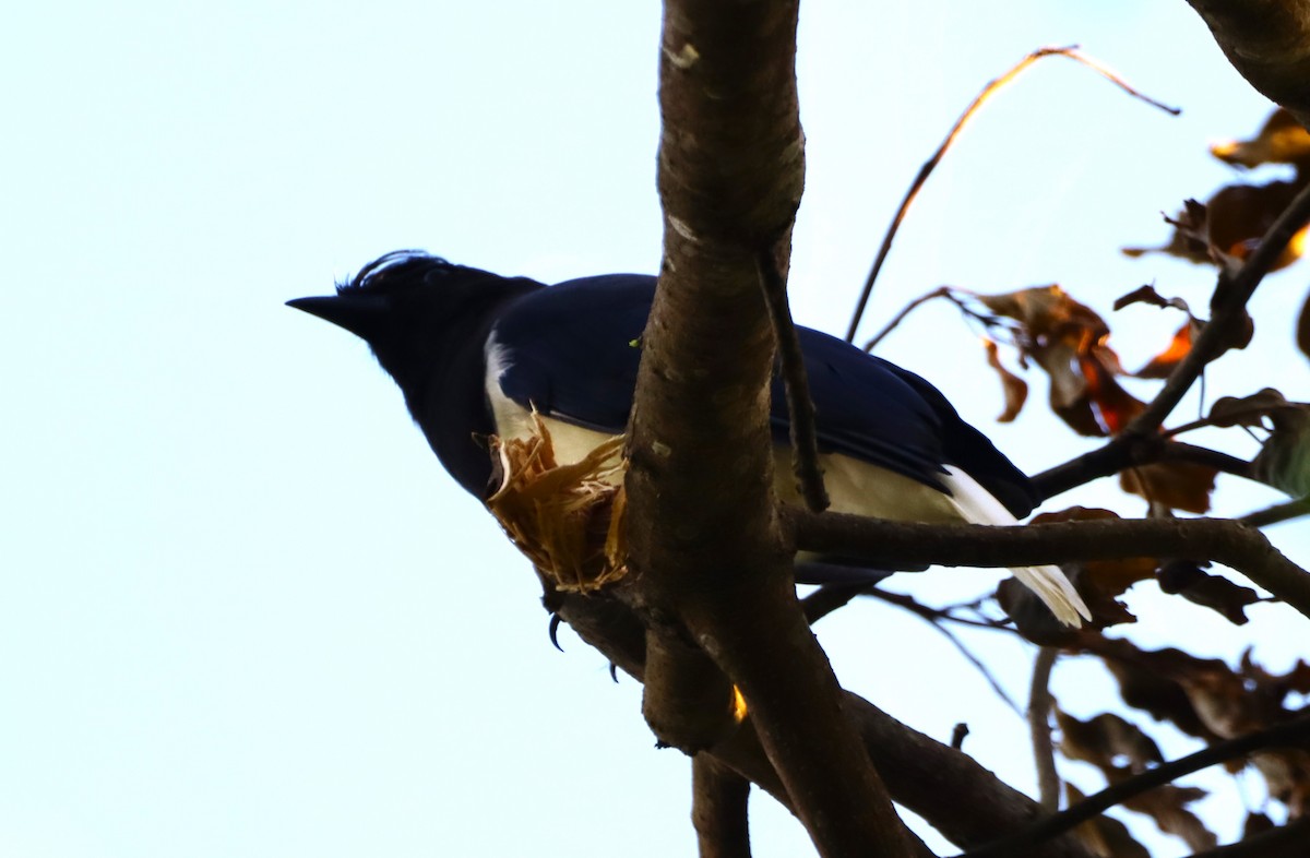 Curl-crested Jay - ML616898178