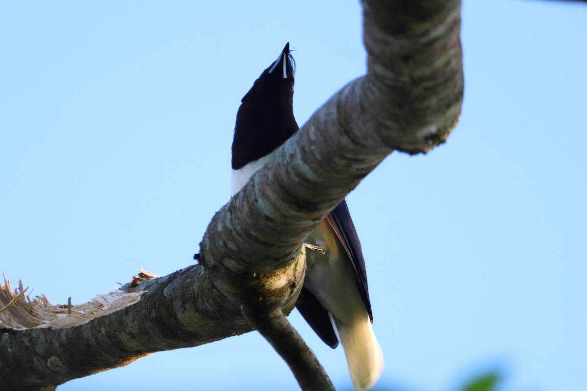 Curl-crested Jay - ML616898179