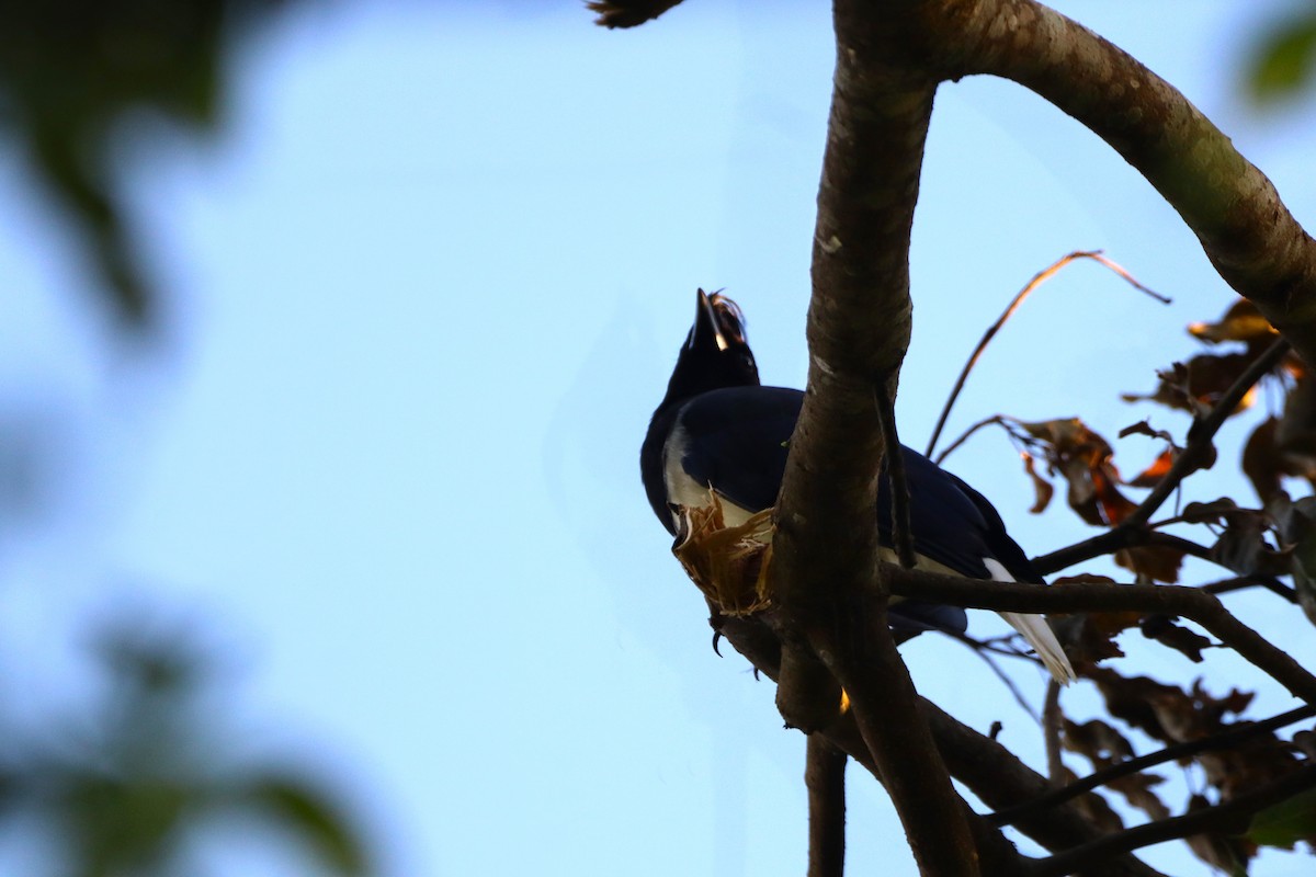 Curl-crested Jay - Edu no Mato