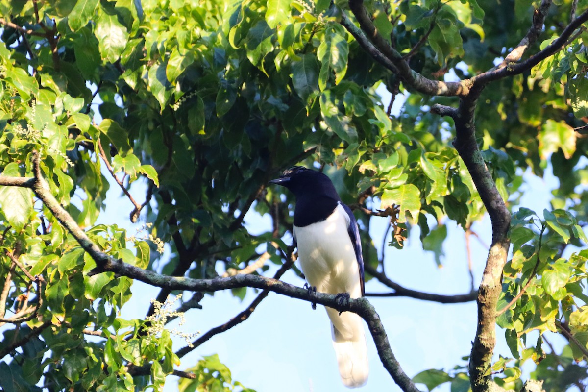 Curl-crested Jay - ML616898181