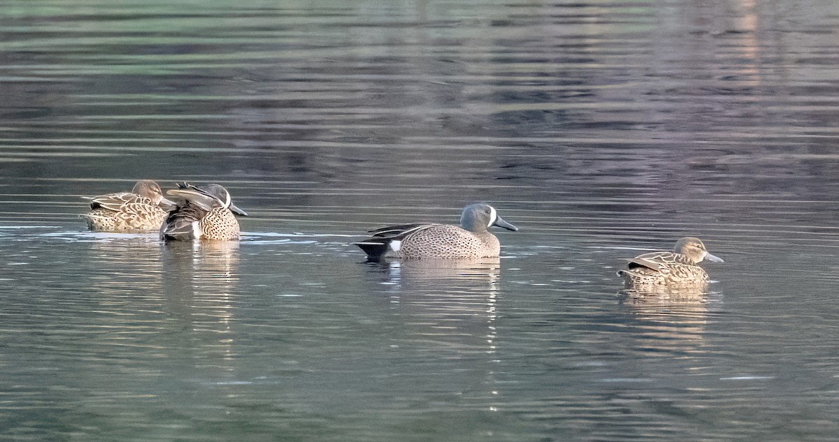 Blue-winged Teal - ML616898228