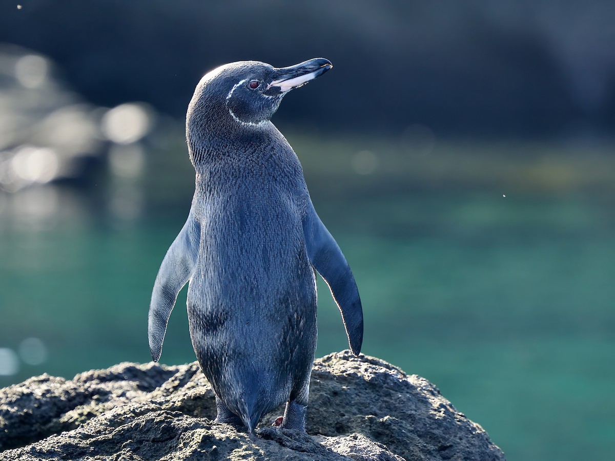 Галапагосский пингвин - ML616898398