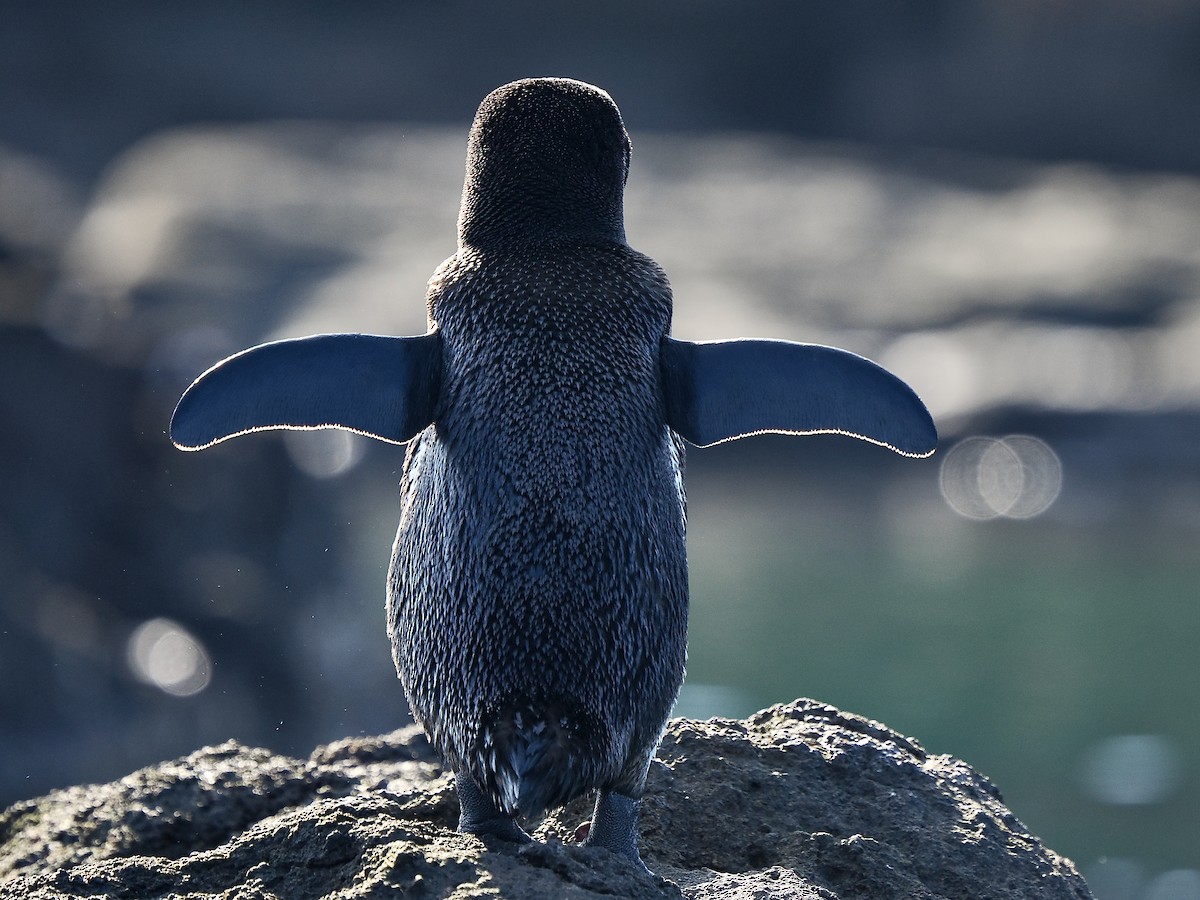 Galapagos Penguin - ML616898433