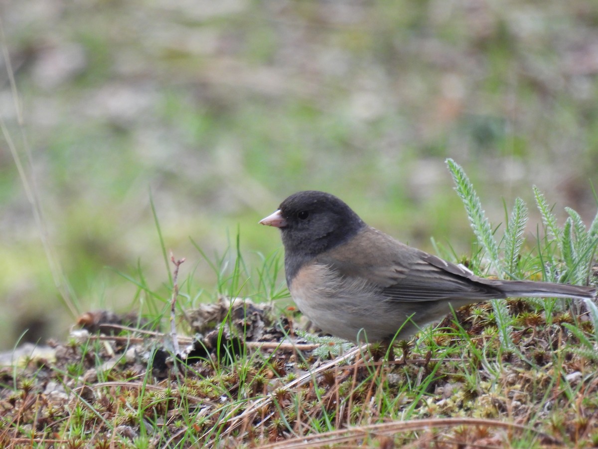 Dark-eyed Junco - Mike Coulson