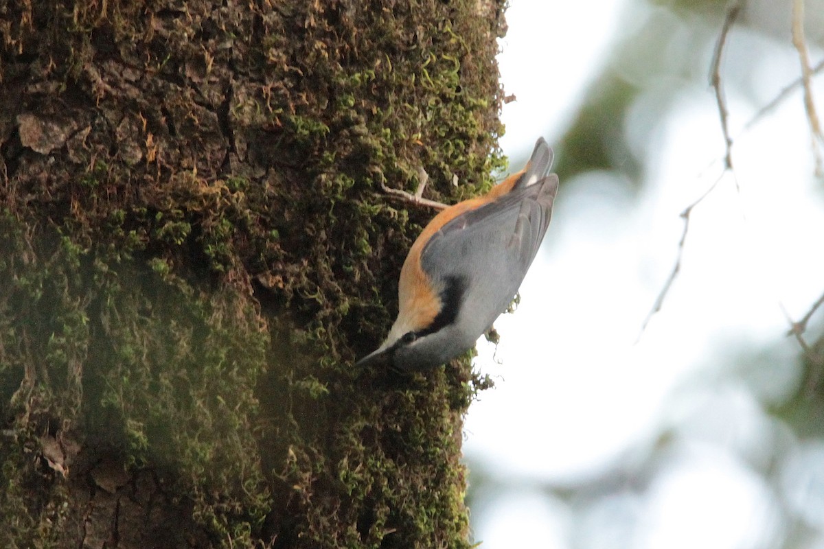 White-tailed Nuthatch - ML616898511