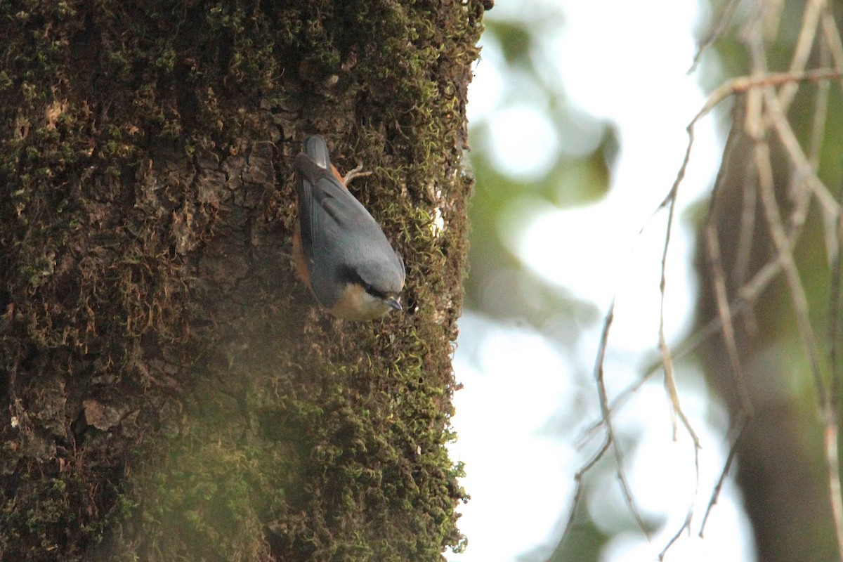 White-tailed Nuthatch - ML616898513