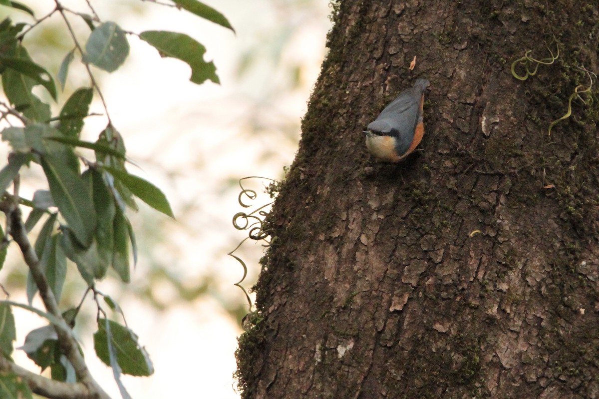 White-tailed Nuthatch - ML616898538