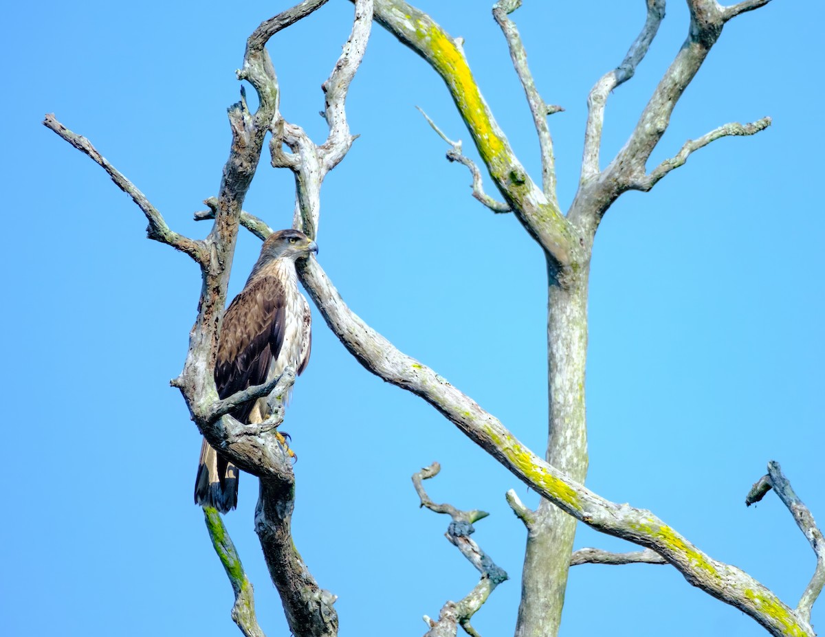 Bonelli's Eagle - Nara Jayaraman